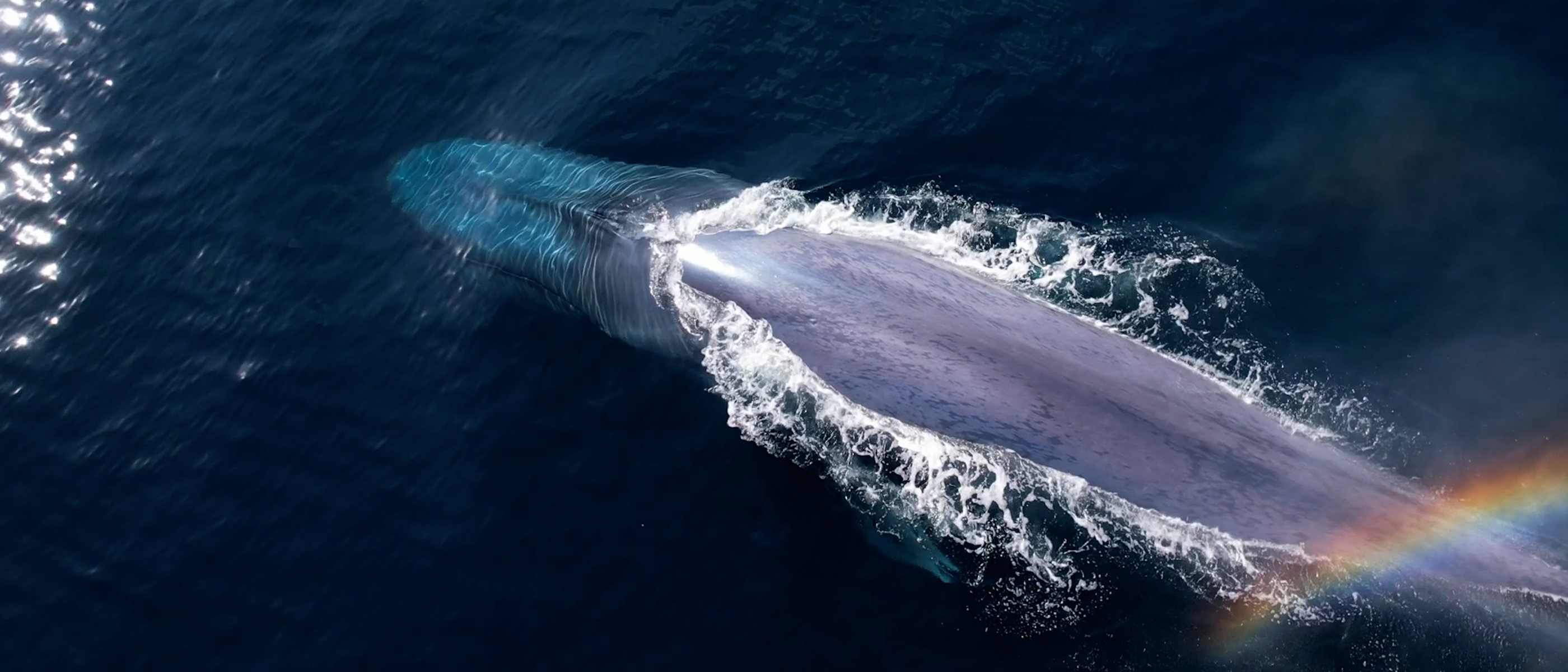 bluewhale
